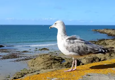 Majestic Seagull Surveys Serene Coastal Vista