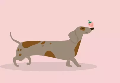 Charming Dachshund with Strawberry on Nose