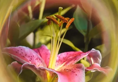 Vibrant Pink Lily Macro: Spring's Delicate Beauty Up Close