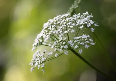 Enchanting Ground Elder: Delicate White Blooms in Nature's Embrace