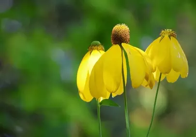 Vibrant Yellow Coneflowers Blooming in Sunny Garden