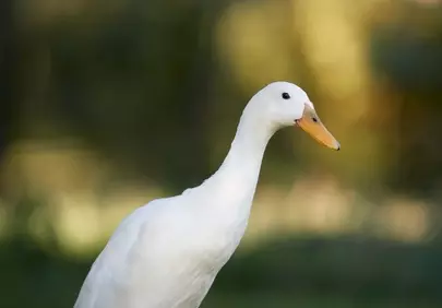 Elegant White Duck: Golden Light Portrait in Nature