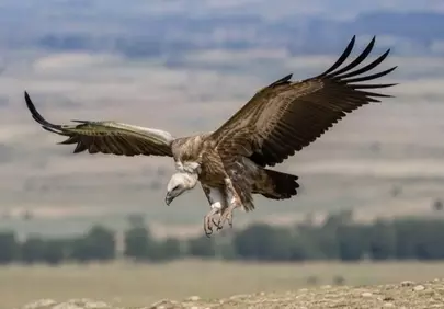 Majestic Raptor Descending: Vulture in Flight