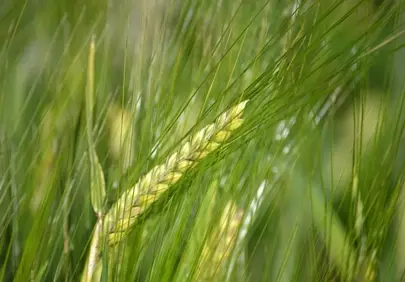 Vibrant Green Barley: Nature's Bounty in Detail