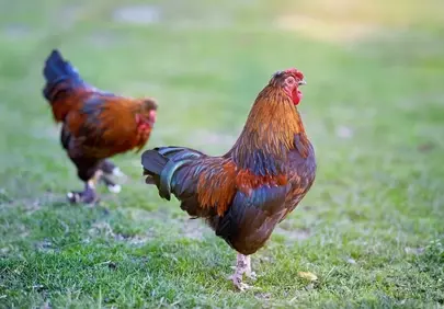 Vibrant Roosters Gracing a Lush Green Lawn