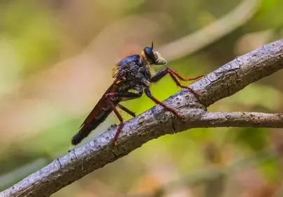 Stunning Macro: Robber Fly's Detailed Perch on Branch