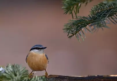 Vibrant Nuthatch Perched: A Glimpse of Wild Nature