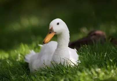 Serene White Indian Runner Duck Resting in Lush Spring Grass