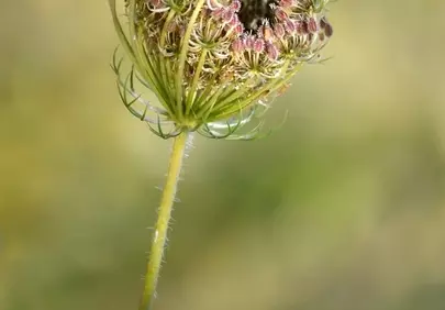 Delicate Wild Carrot: Nature's Intricate Summer Blossom