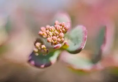 Vibrant Spring Awakening: Macro Succulent Buds Unfurl