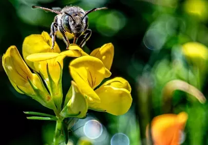 Vibrant Macro: Honey Bee on Dazzling Yellow Wildflower