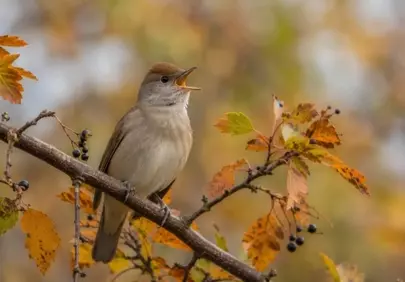 Vibrant Autumn Melody: Songbird's Forest Serenade