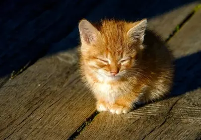 Adorable Ginger Kitten Basking in Golden Sunlight