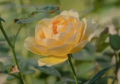 Stunning Dew-Kissed Yellow Rose: A Vision of Spring