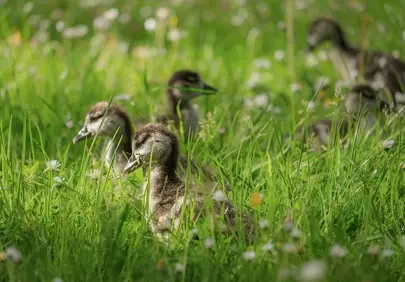 Charming Ducklings Amidst Vibrant Spring Meadow Flowers