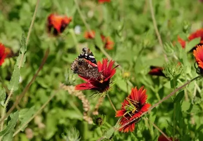 Vibrant Butterfly Pollinating Red Summer Blooms