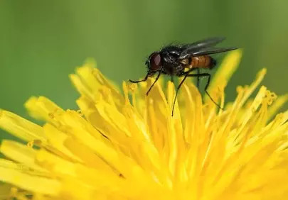Vibrant Macro: Fly on Blooming Dandelion Petals
