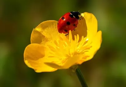 Vibrant Ladybug on Buttercup: Nature's Macro Beauty