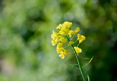 Vibrant Rapeseed Blooms: Nature's Golden Embrace in Springtime