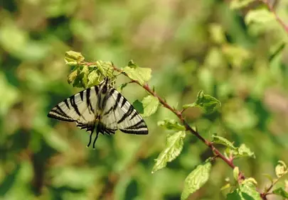 Stunning Striped Swallowtail Butterfly on Vibrant Green Leaves