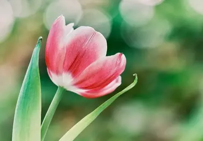 Stunning Pink Tulip Blooms in Soft Spring Light