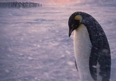 Brave Penguin's Solitude: Majestic Sunset in Antarctic Wilderness