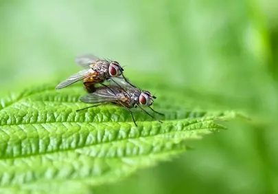 Intimate Macro: Mating Flies on a Vibrant Green Leaf