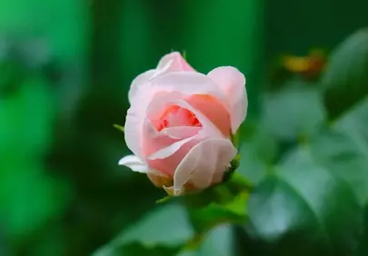 Delicate Pink Rose Bud: A Symbol of Serene Natural Beauty