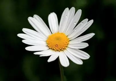 Stunning Macro Daisy: White Petals, Golden Heart, and Dewdrops