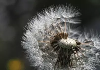 Delicate Macro Dandelion: Whispers of Spring's Fragility
