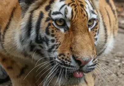 Majestic Striped Predator: A Tiger's Intense Gaze