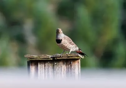 Vibrant Northern Flicker Perched: A Glimpse of Spring Wildlife
