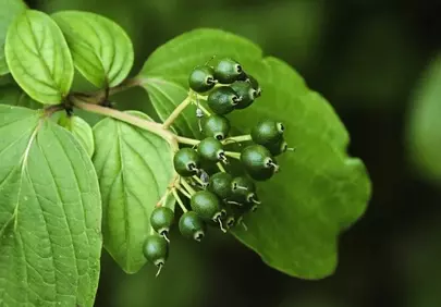 Vibrant Unripe Berries: Nature's Intricate Green Beauty