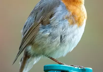 Vibrant Robin Perched: Spring's Charming Garden Visitor