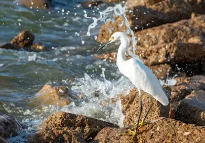 Graceful Snowy Egret Hunts on Rocky Shoreline