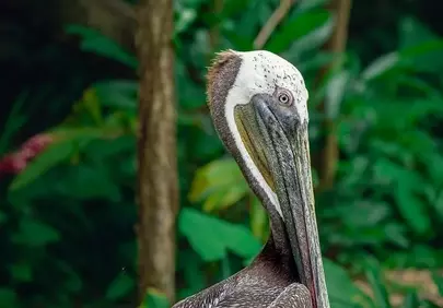 Majestic Pelican Close-up: Jungle's Graceful Giant