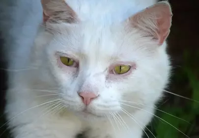 Enchanting Gaze: Fluffy White Cat with Piercing Green Eyes