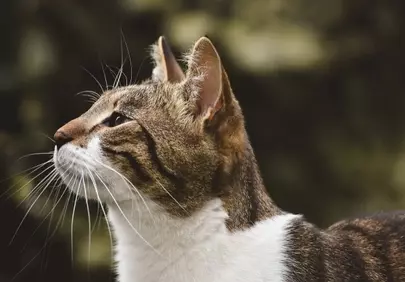 Majestic Feline: Alert Cat Profile in Nature