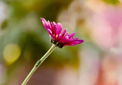 Vibrant Pink Daisy: Glowing Blossom in Summer Sunlight
