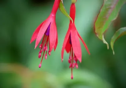 Vibrant Fuchsia: Dazzling Red Blooms in Nature's Embrace