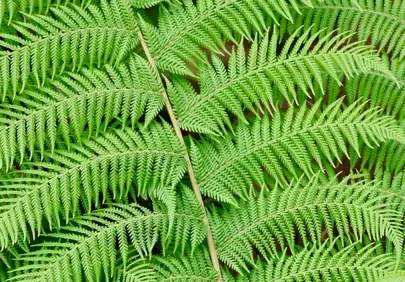 Vibrant Green Fern Fronds: Nature's Intricate Symmetry