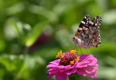 Vibrant Zinnia Blossom with Intricate Painted Lady Butterfly