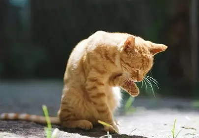 Charming Ginger Kitten Grooming in Golden Sunlight