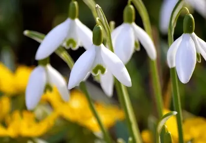 Vibrant Spring Awakening: Snowdrops and Winterlings Bloom
