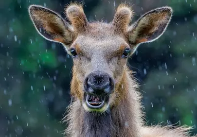 Striking Portrait: Elk Gazing Amidst West Coast Rain