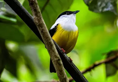 Vibrant Rainforest Bird: Yellow, Black, and White Plumage