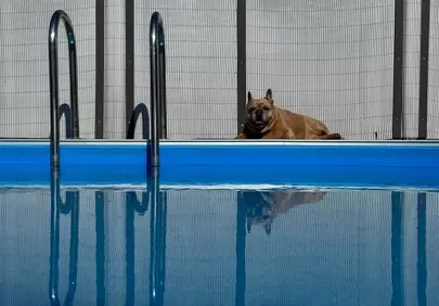 Sun-Drenched French Bulldog: Poolside Relaxation