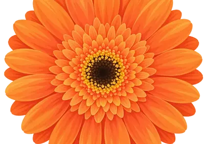 Vibrant Orange Gerbera: A Symphony of Golden Hues
