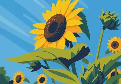Vibrant Sunflower Field Blooms Under a Radiant Summer Sky