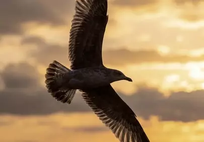 Breathtaking Sunset Flight: Seagull Soars Over Golden Ocean